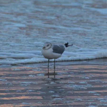 Bella D126 Apartamento