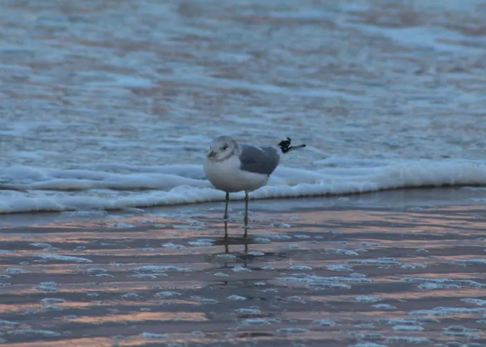 Bella D126 Apartament